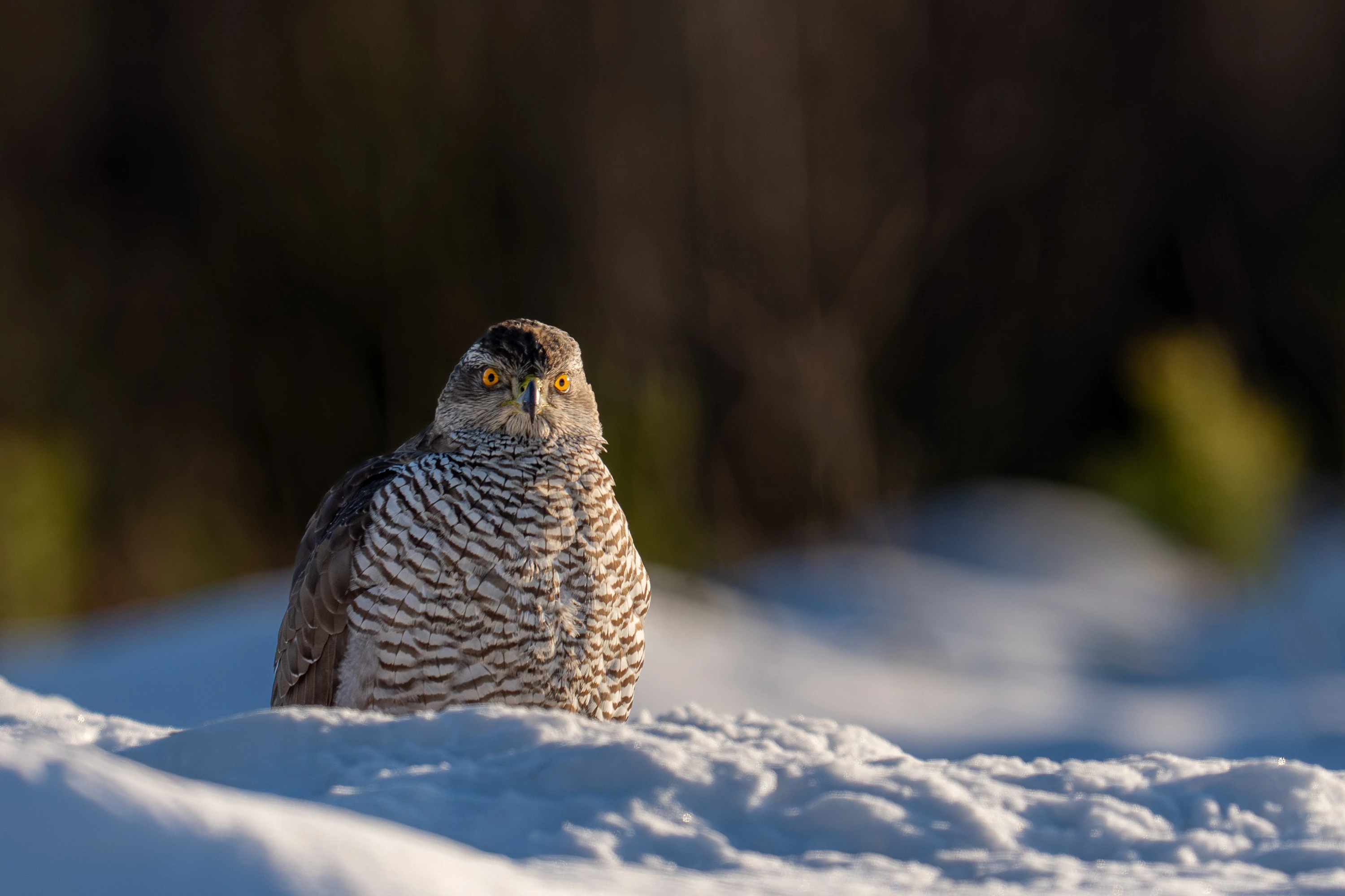 Wildlife Gallery gallery image 10